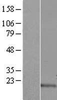 TMEM132E-DT Human Over-expression Lysate