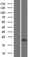 LINC02915 Human Over-expression Lysate