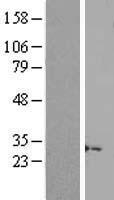LINC02694 Human Over-expression Lysate