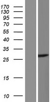 C8orf86 Human Over-expression Lysate