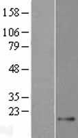 TEX43 Human Over-expression Lysate