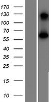 BEND4 Human Over-expression Lysate
