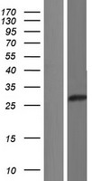 LINC02897 Human Over-expression Lysate