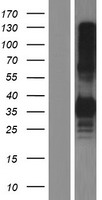 CLEC17A Human Over-expression Lysate