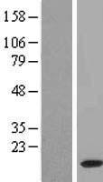 FAM195B (MCRIP1) Human Over-expression Lysate