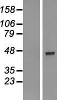 AADACL2 Human Over-expression Lysate