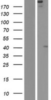 FREM2 Human Over-expression Lysate
