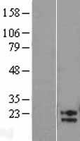 AMN1 Human Over-expression Lysate