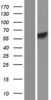 PCTAIRE3 (CDK18) Human Over-expression Lysate