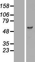 PCTAIRE3 (CDK18) Human Over-expression Lysate