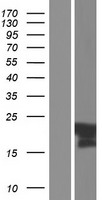 C11orf87 Human Over-expression Lysate