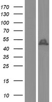 C22orf36 (LRRC75B) Human Over-expression Lysate