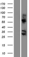 KRBA2 Human Over-expression Lysate