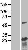 BLOC1S3 Human Over-expression Lysate