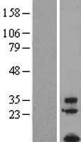 TAFA1 Human Over-expression Lysate