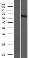 ADAMTSL5 Human Over-expression Lysate
