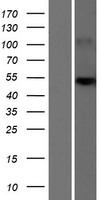 SLC25A24 Human Over-expression Lysate
