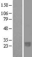C2orf27 (C2orf27B) Human Over-expression Lysate