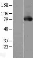 PKC delta (PRKCD) Human Over-expression Lysate