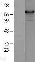 Munc 13 4 (UNC13D) Human Over-expression Lysate