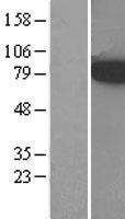 ACSL3 Human Over-expression Lysate