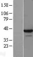 LUC7L Human Over-expression Lysate