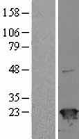 SR1 (SRI) Human Over-expression Lysate
