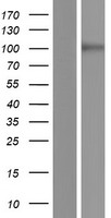 GPR133 (ADGRD1) Human Over-expression Lysate