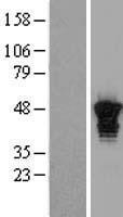 Aurora A (AURKA) Human Over-expression Lysate