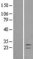 GATD3 Human Over-expression Lysate