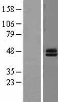 Semenogelin I (SEMG1) Human Over-expression Lysate
