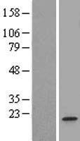 RNF34 Human Over-expression Lysate