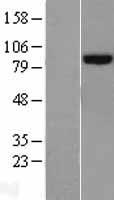 PLOD2 Human Over-expression Lysate
