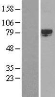 SRPK2 Human Over-expression Lysate