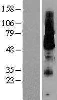KCNK18 Human Over-expression Lysate