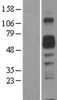 AMIGO2 Human Over-expression Lysate