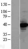 TORC2 (CRTC2) Human Over-expression Lysate