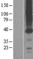 SLCO4C1 Human Over-expression Lysate