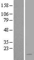 NAT8L Human Over-expression Lysate