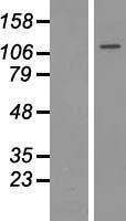 HDAC9 Human Over-expression Lysate