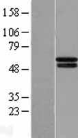 PHD4 (P4HTM) Human Over-expression Lysate