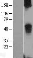 TAS2R38 Human Over-expression Lysate