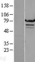 TMTC1 Human Over-expression Lysate