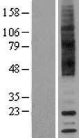 TA3 (TAAR9) Human Over-expression Lysate