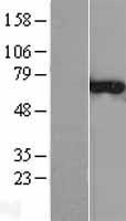 CNKSR3 Human Over-expression Lysate