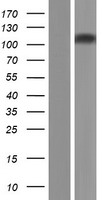 UNC45B Human Over-expression Lysate