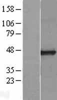 CPO Human Over-expression Lysate