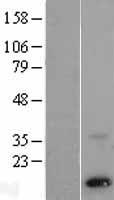 PEN2 (PSENEN) Human Over-expression Lysate