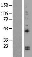 IL15 Human Over-expression Lysate