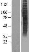 OR5P3 Human Over-expression Lysate